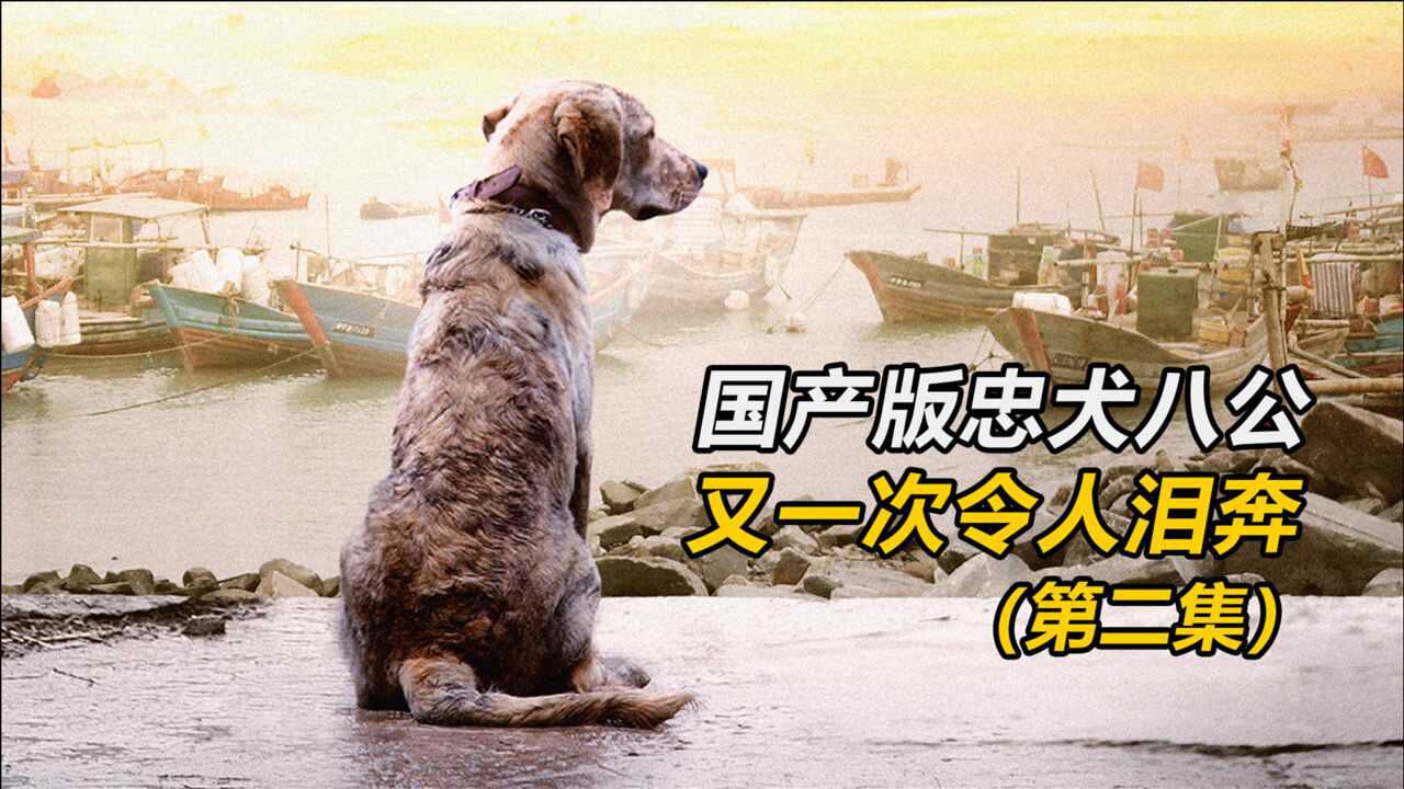 国产版《忠犬八公》,又一次让我泪奔!《忠犬流浪记》