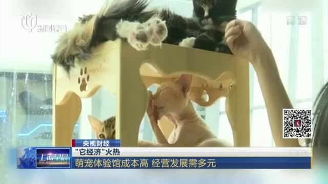 “它经济”火热:萌宠体验馆成本高 经营发展需多元