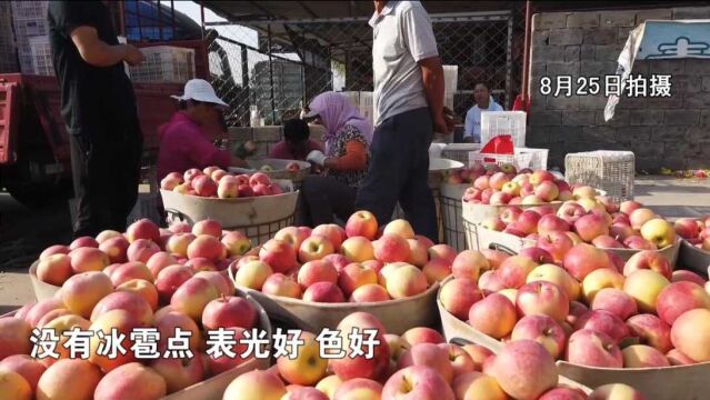 嘎啦苹果大量上市,栖霞地区的价格如何?