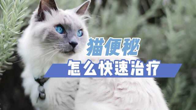 猫便秘怎么快速治疗