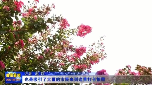 满园姹紫嫣红,走进上马街道青岛紫薇园