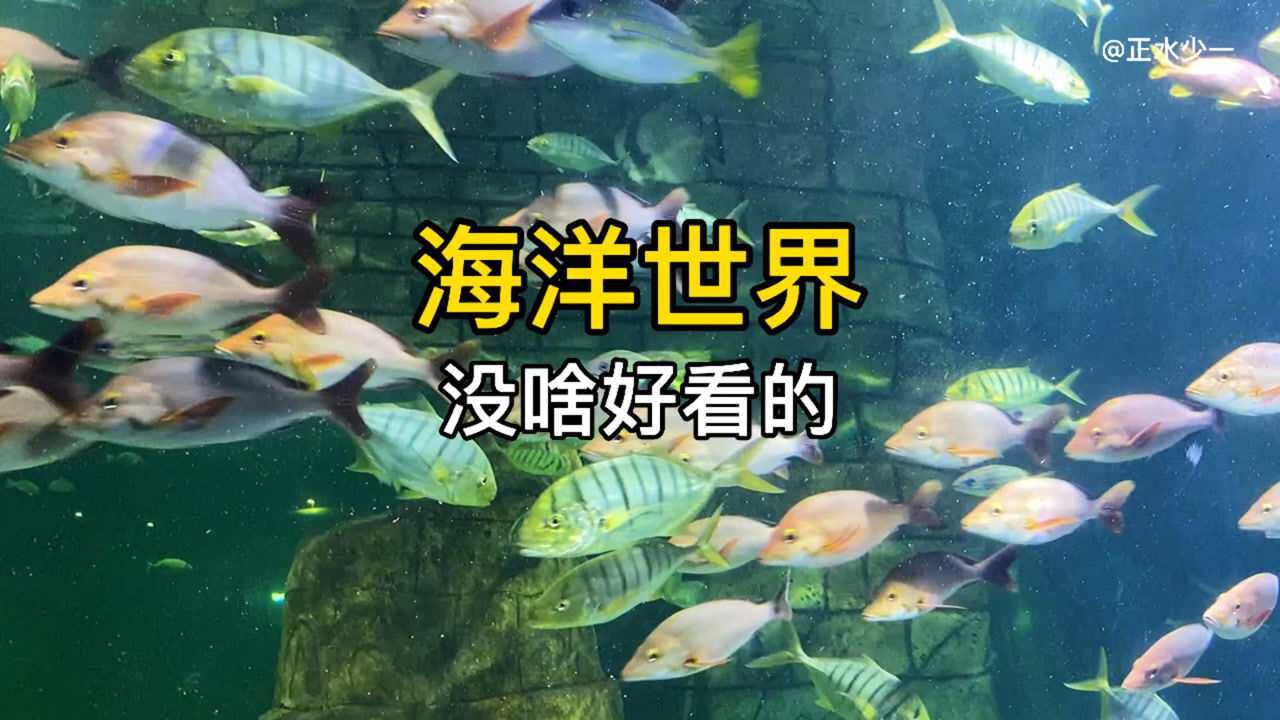 养鱼人的天堂,大家都在看海洋馆的鱼,我在研究过滤系统