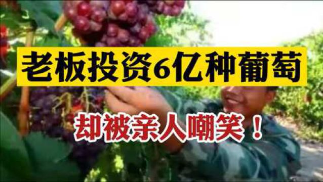 陕西首富:煤老板投资6亿在宁夏戈壁滩种葡萄,8年后遭亲友嘲笑