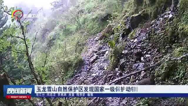 玉龙雪山自然保护区发现国家一级保护动物四川雉鹑