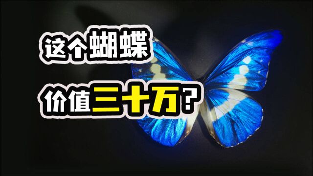 我竟然做了一只价值“30万”的蝴蝶标本?