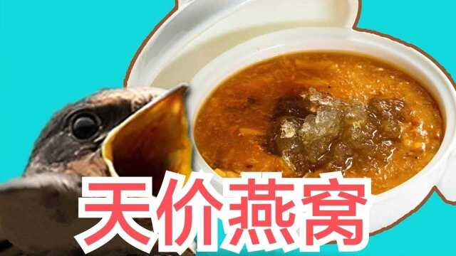 为什么燕窝那么昂贵,它真的有营养吗?看完解开多年疑惑!#知识ˆ’知识抢先知#