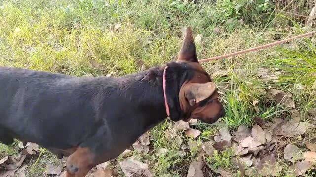 灰狼犬配莱州红犬,它们配合的很默契,下一代狗崽会是啥样?