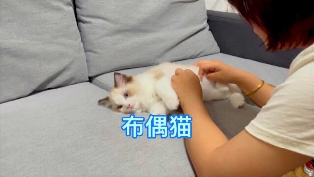 一只小海双布偶猫要去新家了,发猫之前有哪些流程?