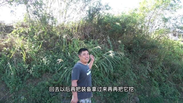 掌握了虎头蜂的习性后,找蜂竟然如此简单,今天又找到一窝强群