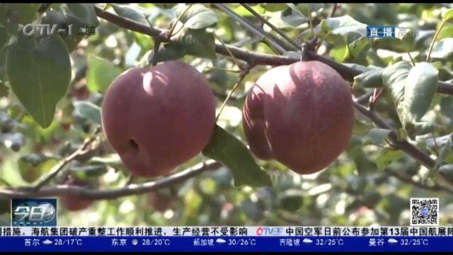 节约投资成本、价格亮眼!莱西新品红梨畅销走红