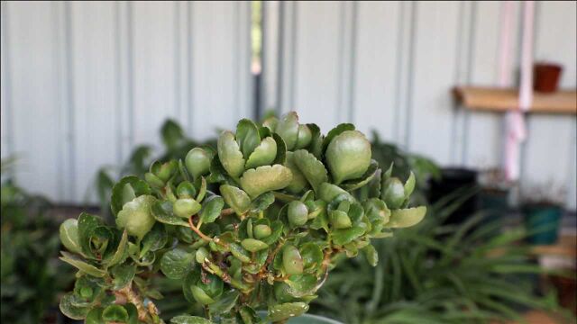 最为强效的“杀虫药”,再难根除的虫子,在它面前活不过2天