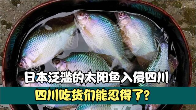 在日本泛滥的太阳鱼,居然敢入侵我国,刺少肉嫩吃货们能忍?