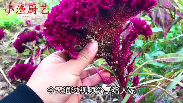 农村常见的“鸡冠花”,有3个好用途,知道的人不多,涨知识了