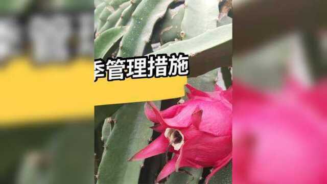 火龙果丰收稳产,秋季管理的“四大措施”必不可少!