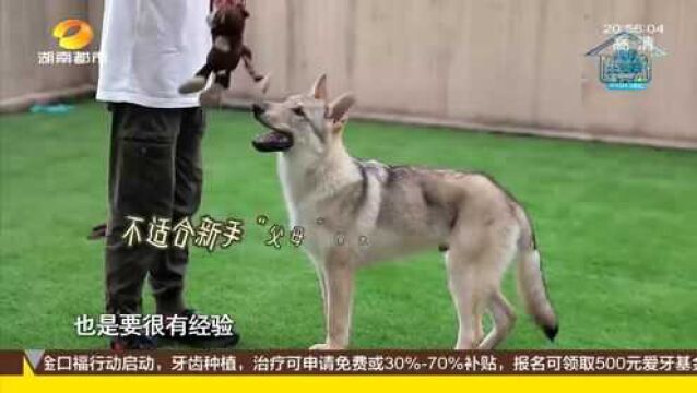 德牧+狼=捷克狼犬!号称史上最贵的犬种之一 它究竟是狗还是狼?