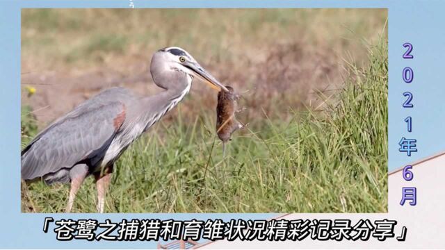 苍鹭之捕猎和育雏状况精彩记录分享