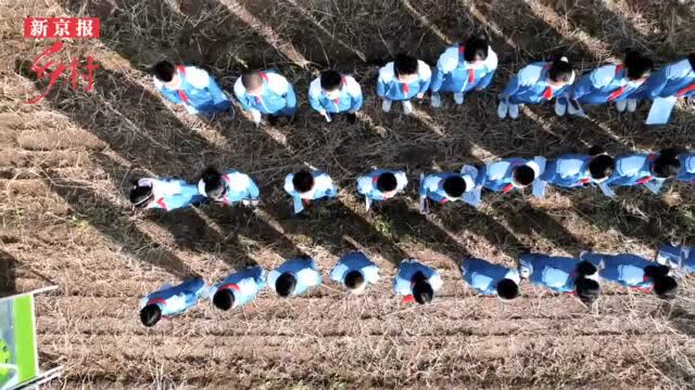 怀柔宝山寺村 稻田画“化”成数万斤米粒