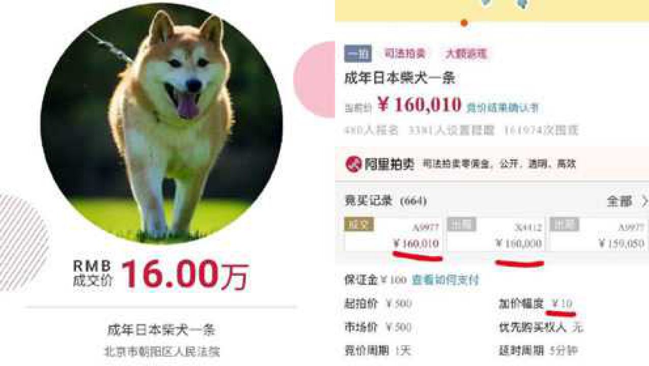 流量密码?8岁网红柴犬登登被16万元拍出,拍卖平台15万人围观