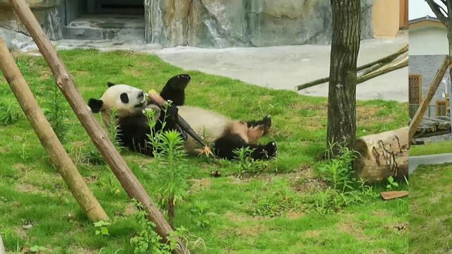 我与大熊猫的奇妙自然之旅