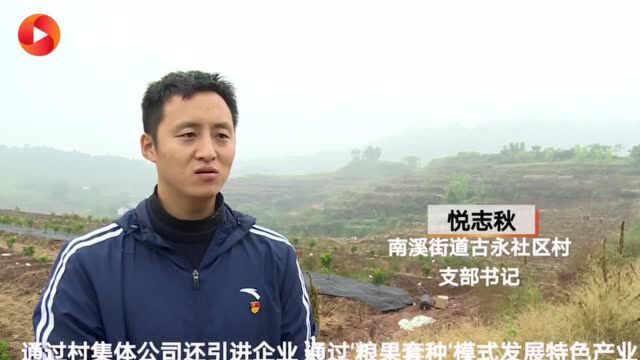 撂荒地种上“摇钱树” 四川宜宾南溪区发展特色产业助农增收