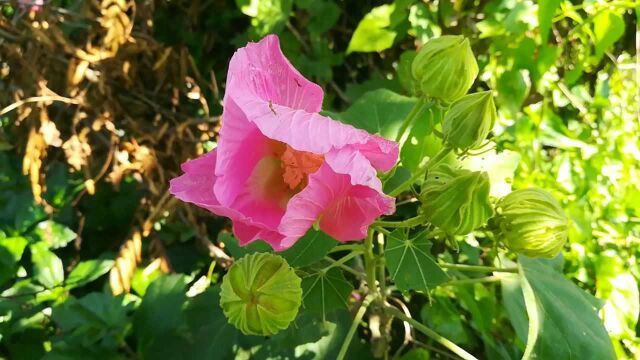 这种农村常见的花是成都市的市花,如此美丽,它的老家却不是四川