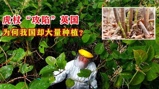 我国大量种植国外的有害草,虎杖入侵英国,花费63亿扔无法铲除