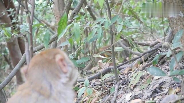 猴宝宝的可爱日常,每一幕都让人心动,萌倒众人!