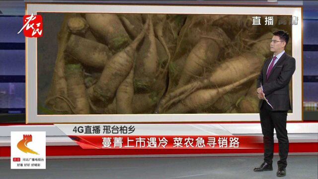 邢台柏乡:2万多斤蔓菁滞销,菜农急寻销路,批发1.2元一斤