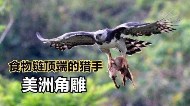 美洲角雕捕猎全过程猴子、树懒都是它的抓中美食,一击致命