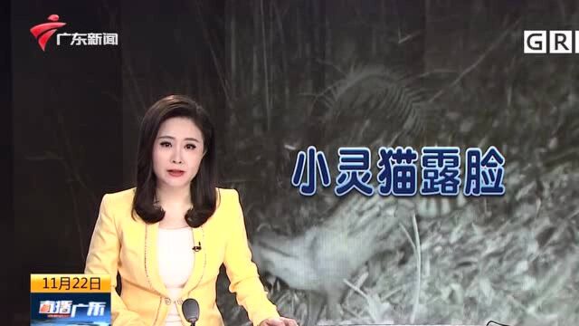 梅州:小灵猫等保护动物重现七目嶂保护区