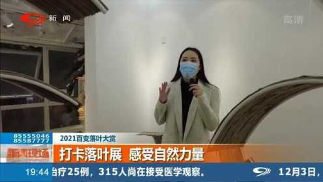 打卡浪漫的落叶展 走在银杏小道上让银杏再次绽放 感受自然力量