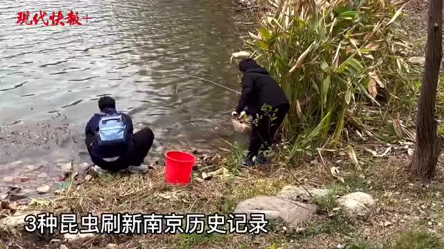 南京神奇动植物宝库“上新”:中华花鳅时隔20多年现身,多个物种打破历史记录!