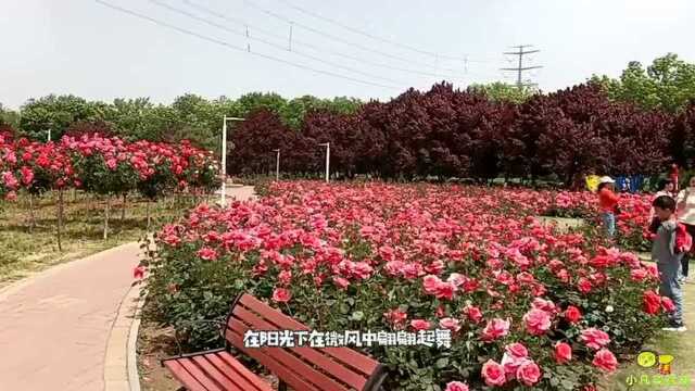 花落花开不间断,月季花开美成海!赏花也能涨知识