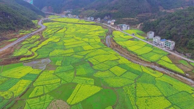 航拍贵州农村里的油菜花,风景美如画