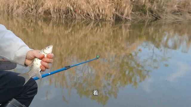 鱼塘边不到一米深的排水沟,居然也能有这么好的收获