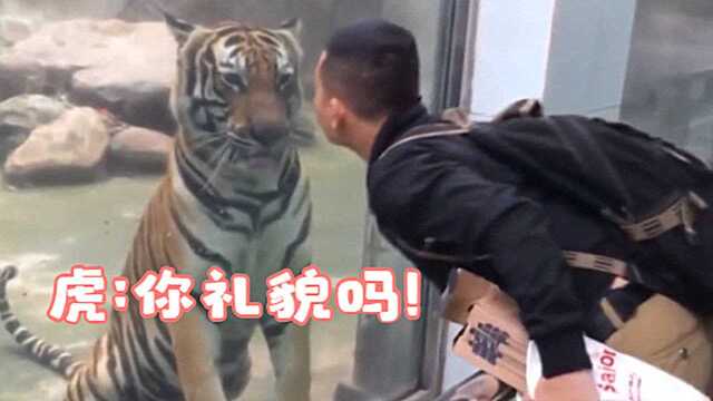 男子隔着玻璃献吻老虎,老虎虎爪一伸:你礼貌吗?