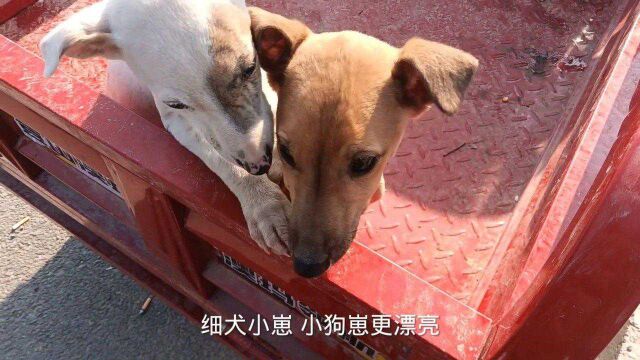 农村狗市逛一逛,狼青 猎兔犬 狗崽,看看多少钱一只?真便宜!