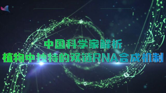 植物体内高效的双链RNA生产车间,被科学家们发现了