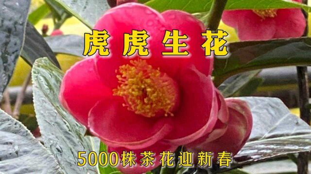 鹤山:5000株茶花迎新春