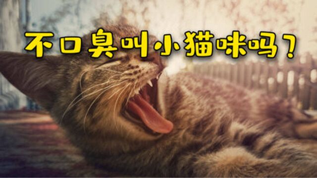 猫咪口臭该咋整?是真口臭还是吃多了?