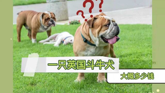 一只英斗犬大概多少钱?