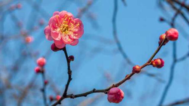 《梅花赋》京腔京韵,国风新古典音乐.俏也不争春,花香云天外!