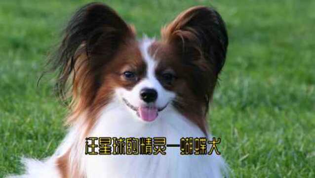 汪星球的精灵,爱美女性首选—蝴蝶犬