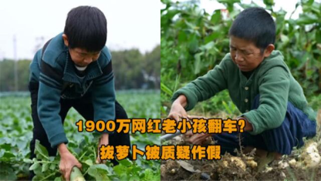 1900万网红老小孩翻车?拔萝卜被质疑作假,网友:假剧看多了!