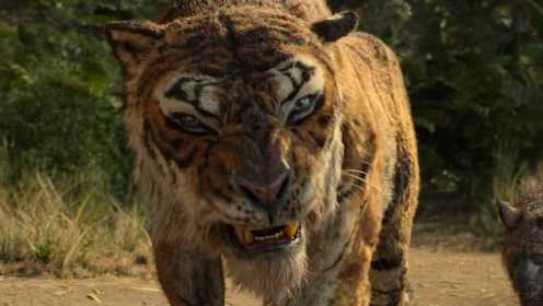 这3只《老虎》电影，你觉得谁才是真正的百兽之王？原来老虎比人聪明