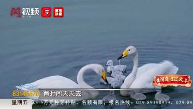 黄河岸边过大年 天鹅之城上演冬季恋歌