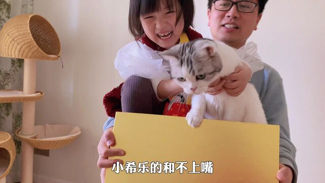 猫咪公主和7只小矮猫们的假期最后一天