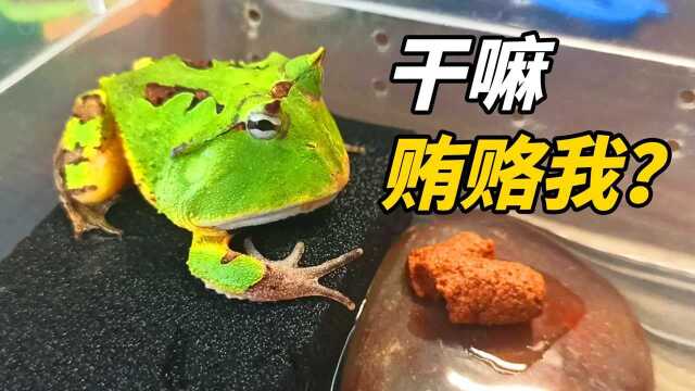 100大洋买的霸王角蛙,究竟能活几天呢?