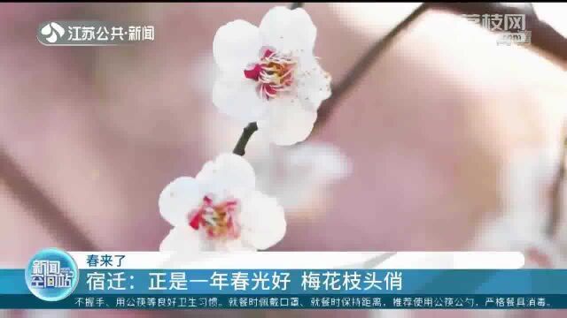 江苏春景!梅花绽放枝头摇曳 “极危物种”宝华玉兰迎开花期