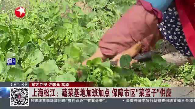 上海松江:蔬菜基地加班加点 保障市区“菜篮子”供应